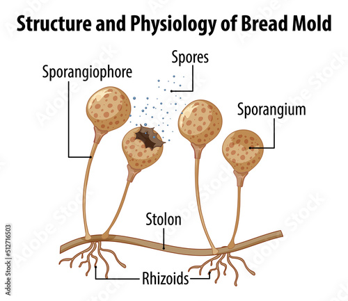Structure and Physiology of Bread Mold