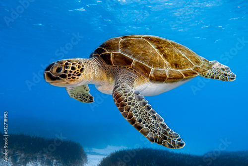 A majestic Green sea turtle from Cyprus, Mediterranean Sea 