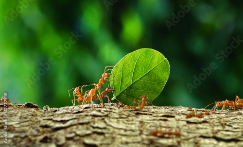 Ants carry the leaves back to build their nests, carrying leaves, close-up. sunlight background. Concept team work together. 