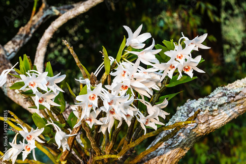 dendrobium draconis Rchb.f. Beautiful rare wild orchids in tropical forest of Thailand.