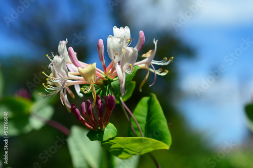 Lonicera caprifolium, the Italian woodbine, goat-leaf honeysuckle, perfoliate honeysuckle, Italian honeysuckle, or perfoliate woodbine blooming in the garden.