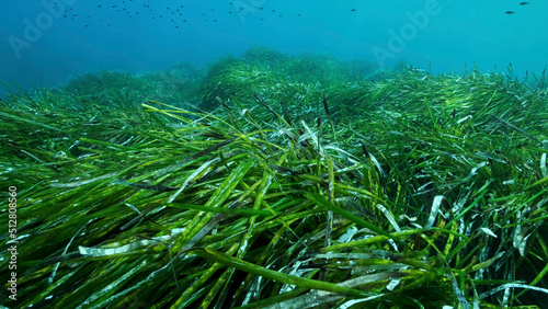 Dense thickets of green marine grass Posidonia, on blue water background. Green seagrass Mediterranean Tapeweed or Neptune Grass (Posidonia). Mediterranean underwater seascape. Mediterranean Sea 