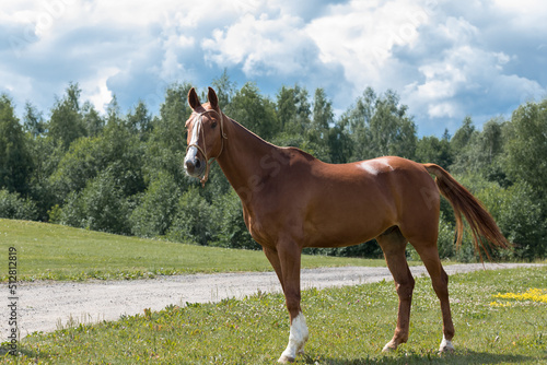 A chestnut horse against the backdrop of a summer field. A stallion in full growth grazes in the meadow. Farm landscape background