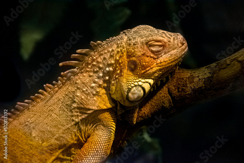 Green iguana / sleeping iguana on a branch