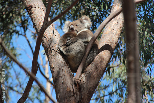 wild koala in australia 