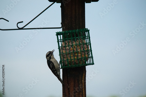 Downy woodpecker at suet cage looking for food