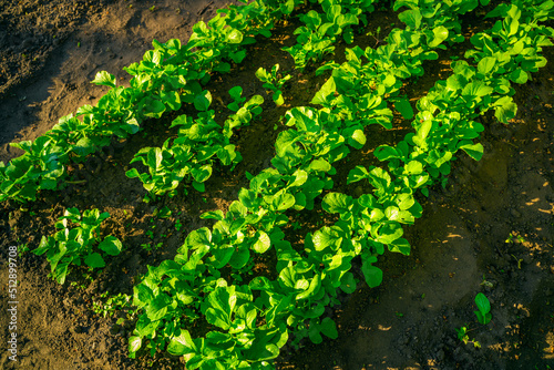 Garden bed with growing radishes. Green saturated leaves of a growing radish in the soil at sunrise