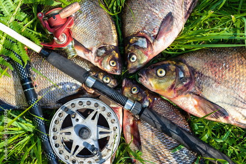 Big fresh bream. Freshly caught river fish. Large tasty fish close-up. Fishing for spinning and feeder. Sports fishing.