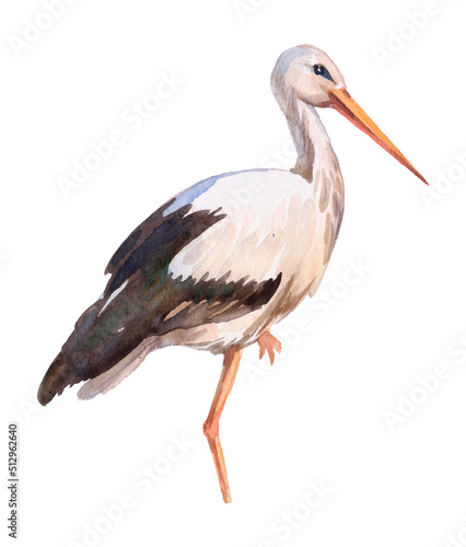 Watercolor illustration of bird stork on white backgroud