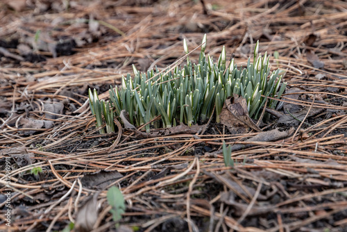 Śnieżyczka przebiśnieg (Galanthus nivalis L.)