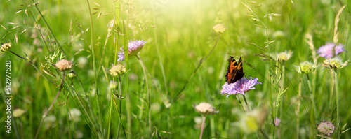 Orange butterfly in a summer meadow with purple moss verbena .