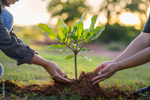 people hands planting small tree in sunset. concept save earth