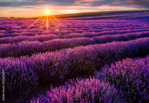 lavender field at sunset