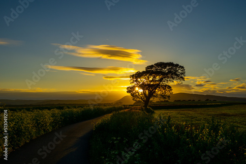 Sunsets streaming through a tree with Farleton Knott in the background, Heversham, UK