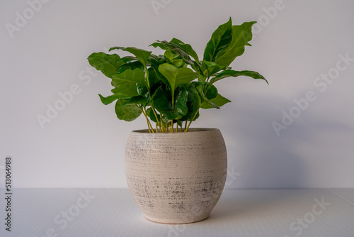 Coffea arabica in white stone pot, young coffee plant, white background, isolated, copy space