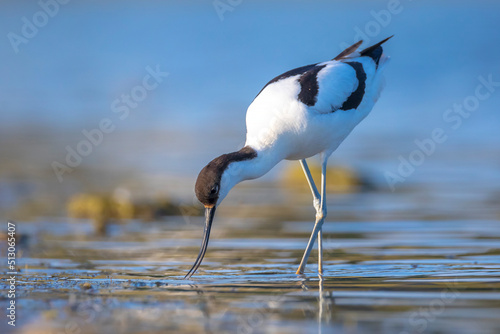 Pied Avocet, Recurvirostra avosetta; parent and chick foraging