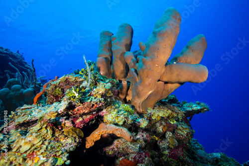 Underwater seascape and marine sponge at Little Cayman in the Caribbean