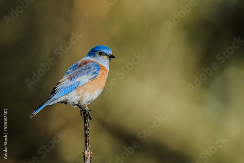 Closeup shot of an eastern bluebird sitting on a tree branch with blurred background