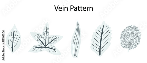 illustration of Biology and plant kingdom, vein patterns in leaves, The arrangement of veins in a leaf is called the venation pattern, Monocots and dicots differ in their patterns of venation