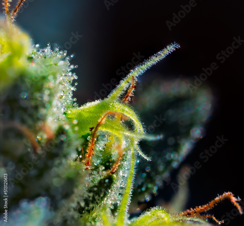 Extreme macro shot of Royal Gorilla cannabis strain buds and flowers.