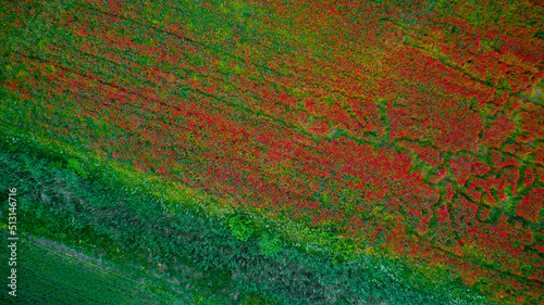 Field with poppies, rapeseed, cornflowers, wheat and rye. Beautiful flowers and spring nature composition. Poppy field. Aerial view, drone footage. 