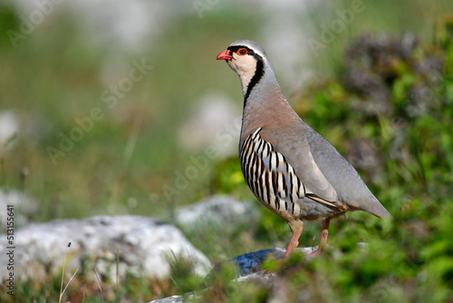 Rock Partridge // Steinhuhn (Alectoris graeca), Greece - Griechenland