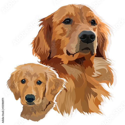 Portrait of a puppy and an adult golden labrador retriever. Vector illustration