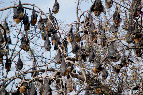 the fruit bats are hanging from a tree in he Botannic gardens South Australia