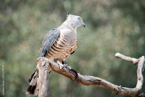 the pacific baza is resting on a perch