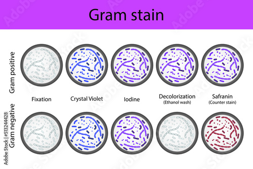 Diagram showing gram staining microbiology lab technique steps - microbiology laboratory using Crystal violet and Safranin