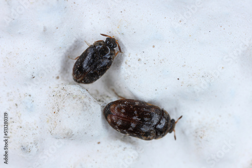 Beetles of the genus Trogoderma in the family Dermestidae, the skin beetles. It is a dangerous pest of stored animal and plant products. Male, up and female down.