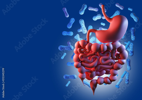 Intestinal microflora. Microbiome of gastrointestinal tract. Human stomach on blue. Concept of caring for microclimate in stomach. Beneficial microbiome bacteria. Probiotic cells. 3d rendering.