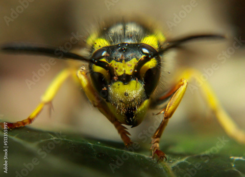 Eine extreme Nahaufnahme einer Wespe. Eine Wespe, Hautflügler (Hymenoptera). 
