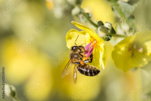 Abeja Apis Mellifera polinizando Verbascum y bonito bokeh