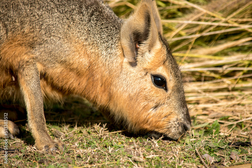 Primer plano de una mara patagónica. Dolichotis patagonum