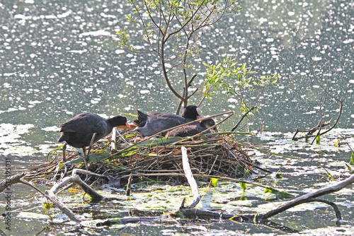 coppia di folaghe (Fulica atra) sul nido, con uova e un pulcino della nidiata precedente