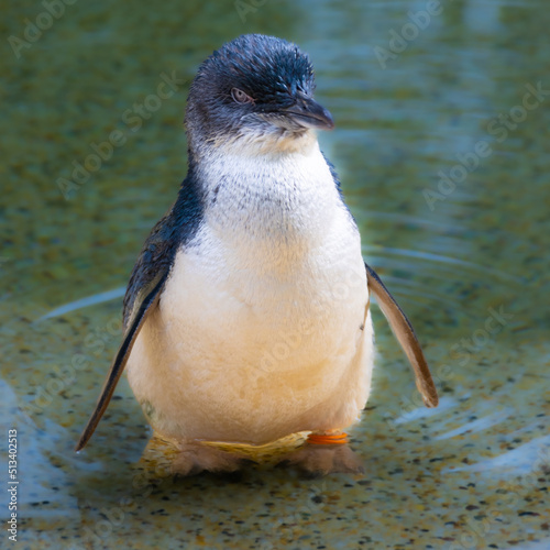 Cute black and white penguin standing in a pond Sydney NSW Australia