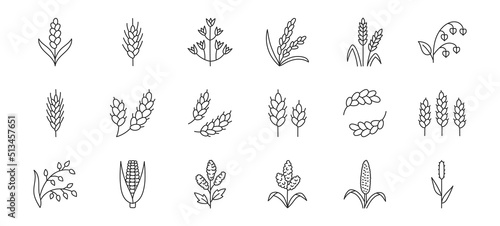Cereals doodle illustration including icons - pearl millet, agriculture, wheat, barley, rice, maize, timothy grass, buckwheat, proso, sorghum. Thin line art about grain plants. Editable Stroke