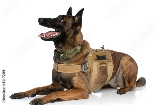 curious police guard dog with body harness panting and looking up