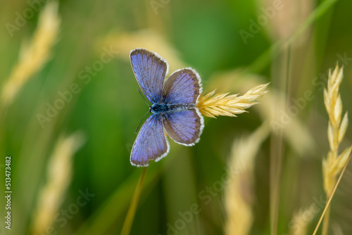 Bläuling Schmetterling auf einer Wiese