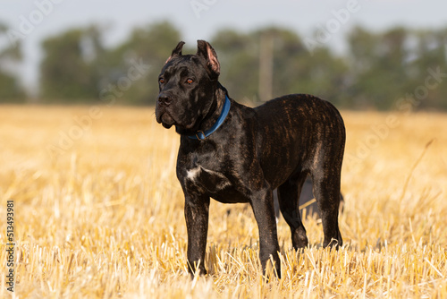 Italian cane corso puppy in the field