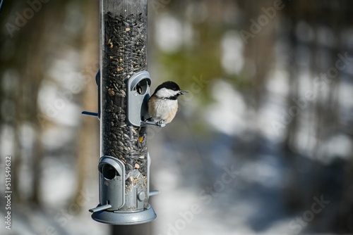 Small Black-capped chickadee perched on a bird feeder tube with seeds on a blurred background