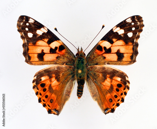 Butterfly isolated on white. Painted Lady Vanessa cardui orange black butterfly macro. Collection butterflies, nymphalidae, lepidoptera, entomology