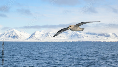 Northern fulmar (Fulmarus glacialis) in flight with Svalbard mountains in background