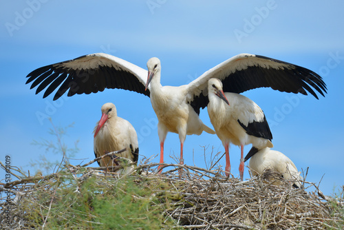 White storks (Ciconia ciconia) on their nest on blue sky background, in the Camargue is a natural region located south of Arles, France