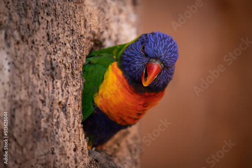 oiseau exotique très coloré, perroquet qui passe sa tête à travers le trou de l'arbre qui est sa maison. Il a l'air grincheux et pas content. Il est amusant.