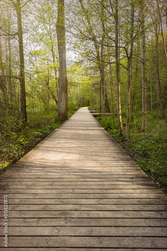 Boardwalk in spring forest 