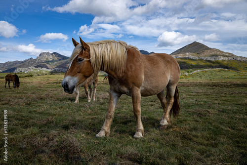 Beautiful horse with brown fur and blond manes.