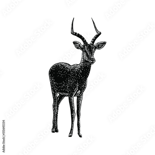 impala hand drawing illustration isolated on background