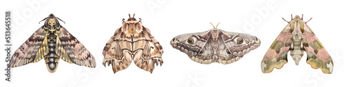 Set watercolor grey brown moth and day or night butterfly isolated on white background. Peacock eye and skull. Insect with ornament for boho or hippie style. Clipart for tattoo, wrapping sketchbook